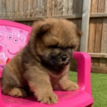 Chow Chow Pups ready to go!
