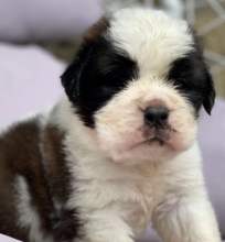 Cute Saint Bernard Puppies Ready To Leave now.