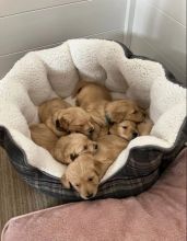 Golden Retriever Pups ready for New Homes! Email cheyannefennell292@gmail.com or text (626)-655-3479