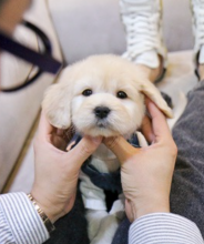 Goldendoodle pups for adoption