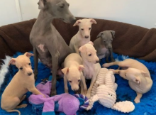 Italian Greyhound pups available