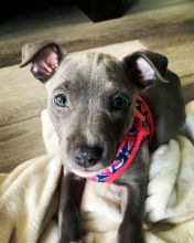 Male and female American blue nose pitbull puppies for free adoption