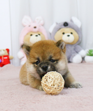 Shiba Inu pups for sale
