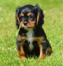 Stunning k.c registered cavalier king charles spaniels