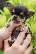 Super Cute Chihuahua pups available