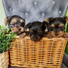 Yorkshire Terrier puppies now ready to go .
