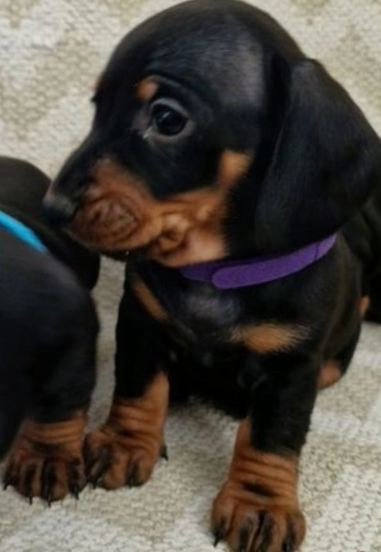 Amazing Dachshund puppies for sale Image eClassifieds4u