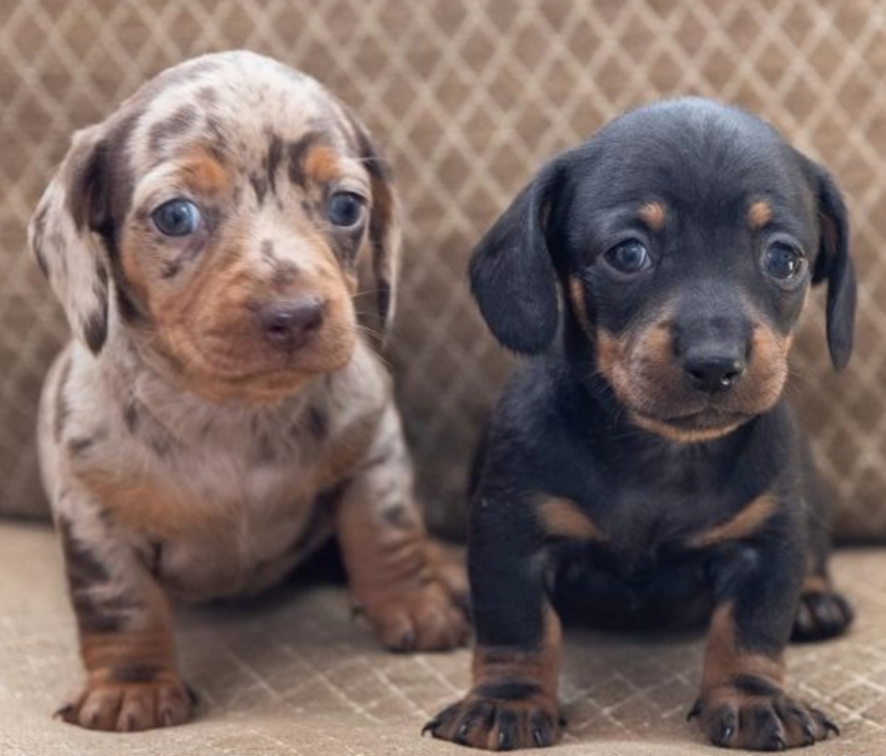 Amazing Dachshund puppies for sale Image eClassifieds4u