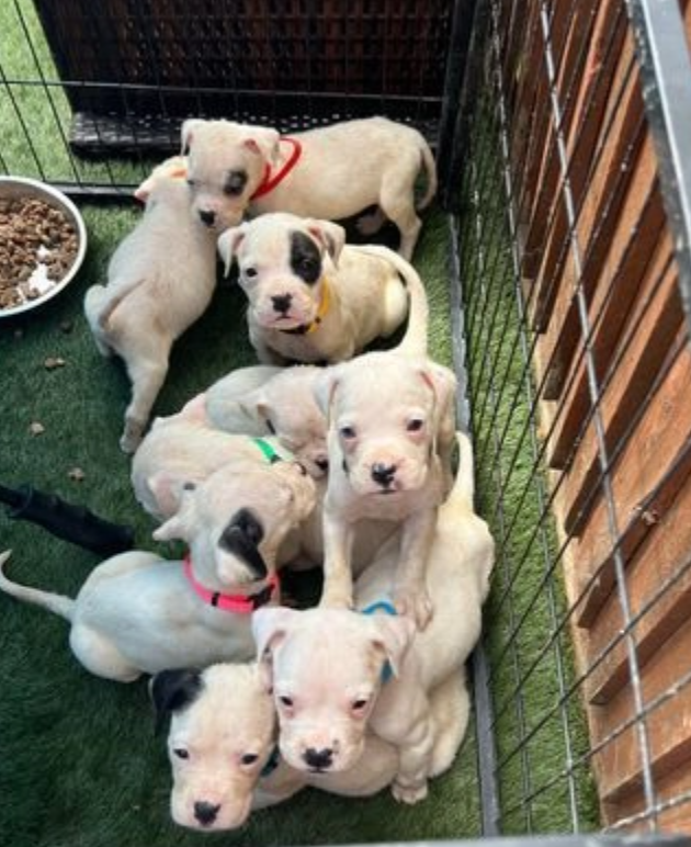 American bully pups for sale Image eClassifieds4u