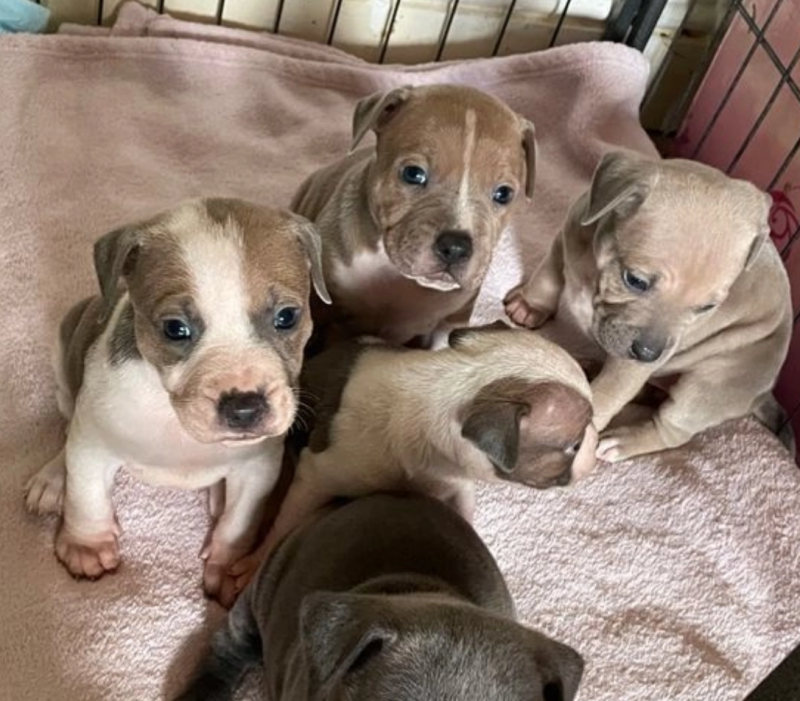 Beautiful Staffordshire bull terrier puppies Image eClassifieds4u