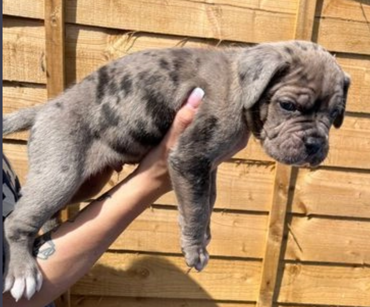 Cane Corso puppies for sale Image eClassifieds4u