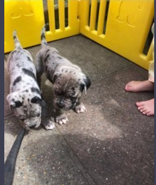 Cane Corso puppies for sale Image eClassifieds4u