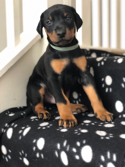Doberman Pinscher Puppies Image eClassifieds4u