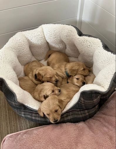 Golden Retriever Pups ready for New Homes! Email cheyannefennell292@gmail.com or text (626)-655-3479 Image eClassifieds4u