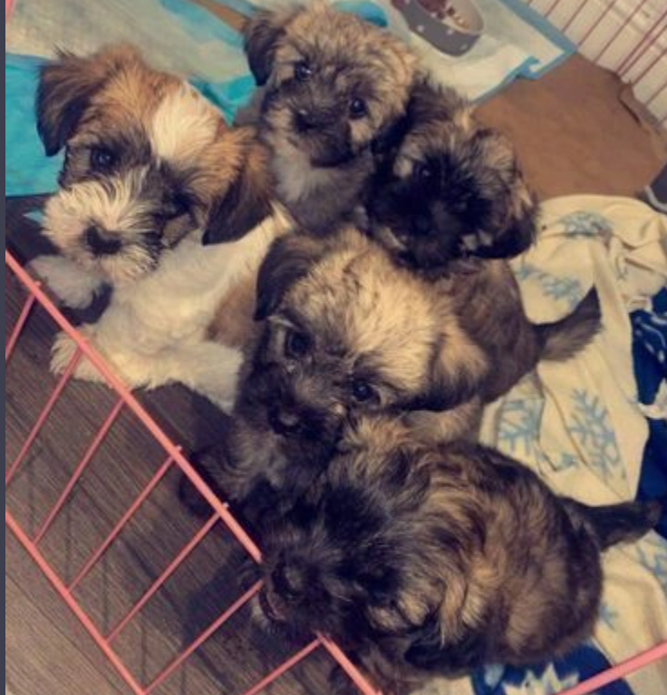 Lhasa Apso pups for sale Image eClassifieds4u
