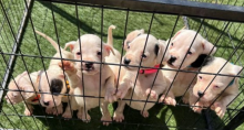 American bully pups for sale Image eClassifieds4u 1