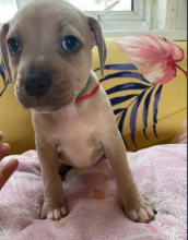 Beautiful Staffordshire bull terrier puppies Image eClassifieds4u 1