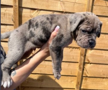 Cane Corso puppies for sale Image eClassifieds4u 3
