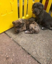 Cane Corso puppies for sale Image eClassifieds4u 4