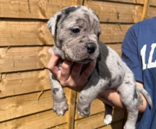 Cane Corso puppies for sale Image eClassifieds4u 1