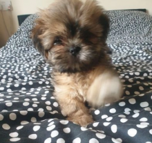 Lhasa Apso pups for sale Image eClassifieds4u 1