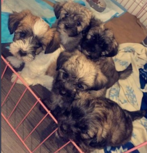 Lhasa Apso pups for sale Image eClassifieds4u 3