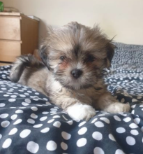 Lhasa Apso pups for sale Image eClassifieds4u 2