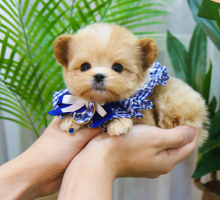 Maltipoo puppies available for sale Image eClassifieds4u 2