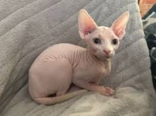 Pedigree Sphynx Boys n Girls kittens Image eClassifieds4U