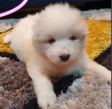 Pure Samoyed puppies for sale. Image eClassifieds4u 3