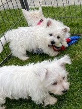 Purebred West Highland Terriers Image eClassifieds4u 2