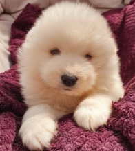 Samoyed puppies now available for sale. Image eClassifieds4u 2