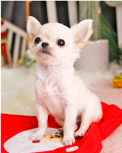 Super Cute Chihuahua pups available Image eClassifieds4u 4