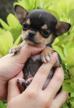 Super Cute Chihuahua pups available Image eClassifieds4u 1