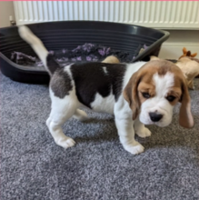 Tri color Beagle puppies available Image eClassifieds4u 2