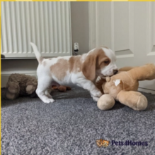 Tri color Beagle puppies available Image eClassifieds4u 3