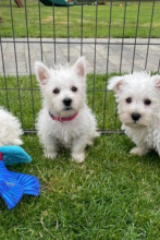 West Highland Terriers available. Image eClassifieds4u 2