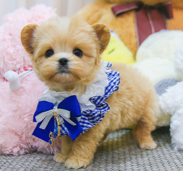 Maltipoo puppies available for sale Image eClassifieds4u