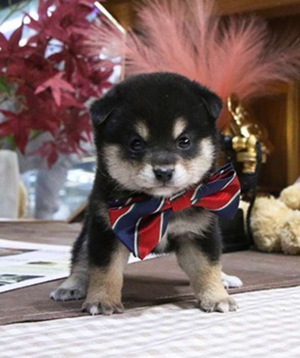 Shiba Inu pups for sale Image eClassifieds4u