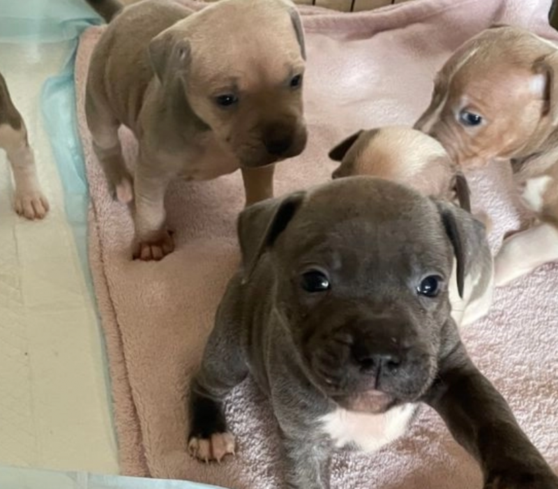 Staffordshire Bull Terrier Puppies ready to go. Image eClassifieds4u