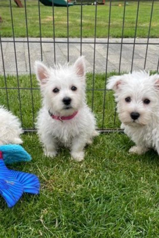 West Highland Terriers available. Image eClassifieds4u