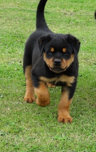 Rottweiler Puppies Ready For New Homes Image eClassifieds4u