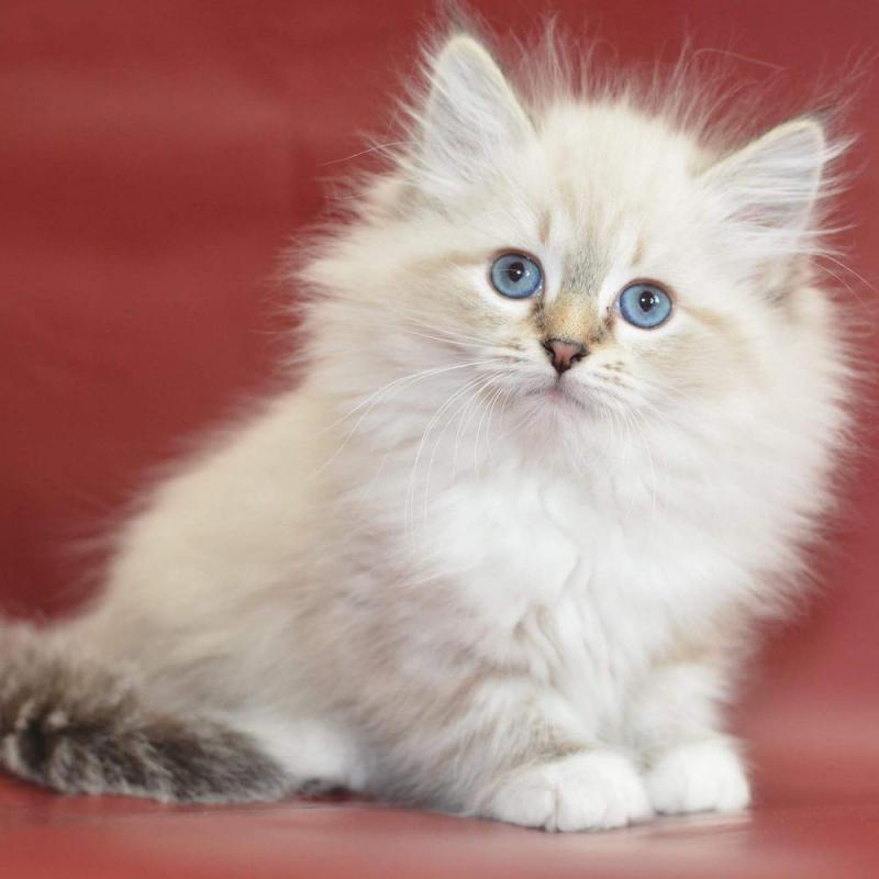 Stunning Siberian Male and Female kittens Image eClassifieds4u