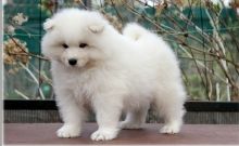 Adorable Samoyed Puppies