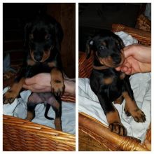 AKC DOBERMAN PUPPIES