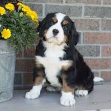 Bernese Mountain puppies