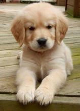 Golden Retriever Puppies