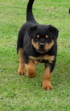 Rottweiler Puppies Ready For New Homes