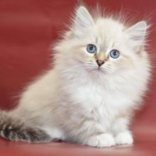 Stunning Siberian Male and Female kittens