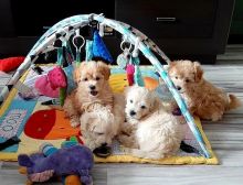 Adorable Maltipoo Pups ready for New Home! Email cheyannefennell292@gmail.com or text (626)-655-3479